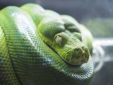 ■グリーンパイソン　アルー産　No.1　●雌雄　不明