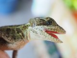 ■ノギハラバシリスク
