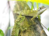 ■アマミキノボリトカゲ　　　　　●（オキナワキノボリトカゲ）