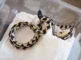 ■カリフォルニアキングスネーク No.1　●オス　体長約60.0cm