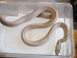 ■コーンスネーク　　♀　　　No.1　　　●品種  フラミンゴ