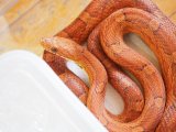 ■コーンスネーク　　♀　　　No.2　　　●品種 　スーパーハイポ