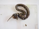 ■カリフォルニアキングスネーク  No.2 ●メス　体長約60.0cm