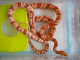 ■コーンスネーク　♀　　　No.2　　　●品種 アメラニスティック 約130cm