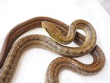 ■シマヘビ　♀　 新島産  No.1