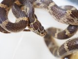 ■サキシママダラ S 石垣島産  No.2