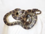■サキシママダラ M 与那国産  No.1