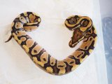 ■ボールパイソン  　No.1　　♀　　　●品種 バニラhetクラウン