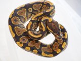 ■ボールパイソン  　No.1　　♀　　　●品種 イエローベリー