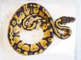 ■ボールパイソン  　No.1　　♀　　　●品種 パステルhetパイド