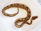 ■ボールパイソン  　No.1　　♀　　　●品種 スパイダー