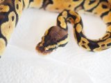 ■ボールパイソン  　No.1　　♀　　　●品種 パステル