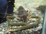 ■ヒラテテナガエビ　　　１匹