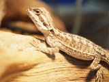 ■フトアゴヒゲトカゲ　baby　　　　●品種 ハイカラー　性別 不明