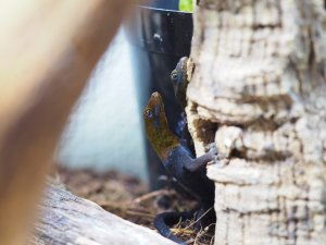 画像4: ■キガシライロワケヤモリ　ペア