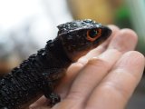 ■アカメカブトトカゲ