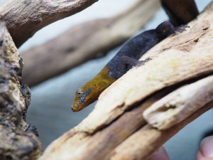 画像5: ■キガシライロワケヤモリ　ペア