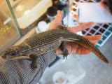 ■ニシオニプレートトカゲ　メス　　●約38.0cm　　No.2