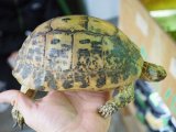 ■キレナイカギリシャリクガメ　No.4 　●性別　♀　　約178mm