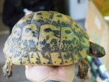 ■キレナイカギリシャリクガメ　No.3 　●性別　♀　　約190mm