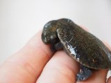 ■ジーベンロックナガグビガメ  No.1　　※多甲個体　甲長 約37.0mm