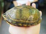 ■ホオアカドロガメ　ニカラグア産　　●No.2