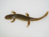 ■セトウチサンショウウオ 