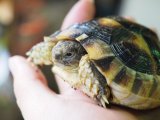 ■マルギナータリクガメ　　No.4　　　●性別　不明　　約97.0mm
