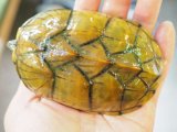■オオアタマヒメニオイガメ　　　　●メス　No.3