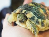 ■マルギナータリクガメ　　No.9　　　●性別　不明　　約95.0mm