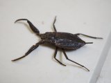 ■ヒメタイコウチ　ペア