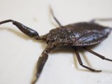 ■ヒメタイコウチ　♂