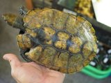 ■ニホンイシガメ　特価個体　No.4　　●サイズ　約165mm　メス　