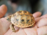 ■レバントギリシャリクガメ　baby　　　●性別 不明　約45.0mm　No.6