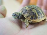 ■ヒガシヘルマンリクガメ baby 　　　●No.8　　約48.0mm