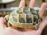■シリアギリシャリクガメ　No.5　　●CB　性別　不明　約85.0mm