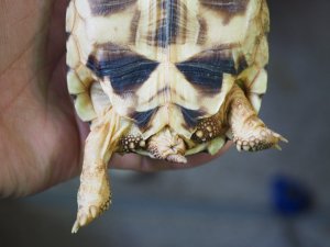 画像6: ■ビルマホシガメ　　No.1　　　　　●雌雄　不明　約101.0mm