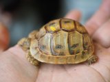 ■レバントギリシャリクガメ　baby　　　●性別 不明　約47.0mm　No.5
