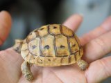 ■レバントギリシャリクガメ　baby　　　●性別 不明　約51.0mm　No.9