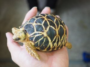 画像4: ■ビルマホシガメ　　No.1　　　　　●雌雄　不明　約101.0mm