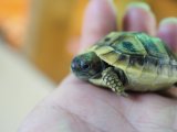 ■ヒガシヘルマンリクガメ baby 　　　●No.4　　約46.0mm