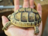 ■シリアギリシャリクガメ　No.4　　●CB　性別　不明　約85.0mm