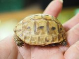 ■レバントギリシャリクガメ　baby　　　●性別 不明　約50.0mm　No.3
