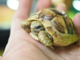 ■レバントギリシャリクガメ　baby　　　●性別 不明　約53.0mm　No.4