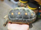 ■アカアシリクガメ　No.7　メス　　●甲長 約191.0mm　コロンビア産