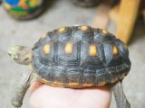 ■アカアシリクガメ　No.5　メス　　●甲長 約205.0mm　コロンビア産