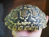 ■ヒョウモンリクガメ　　　No.6　　　　●甲長 約145.0mm
