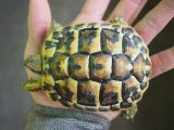 ■ニシヘルマンリクガメ 　　 　　　　●No.2　　約92.0mm