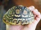 ■ヒョウモンリクガメ　　　No.4　　　　●甲長 約95.0mm
