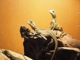 ■アンボイナホカケトカゲ  ヤング